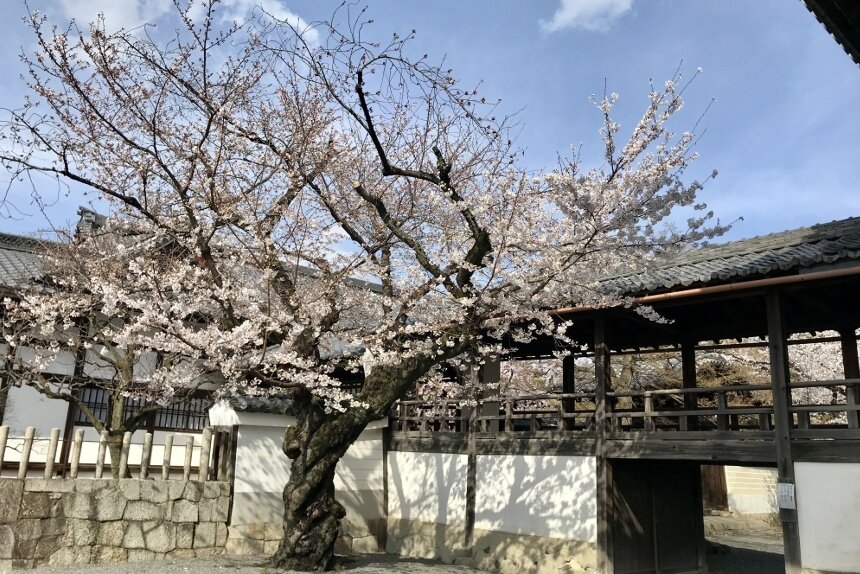 妙顕寺_リサイズ2.jpg