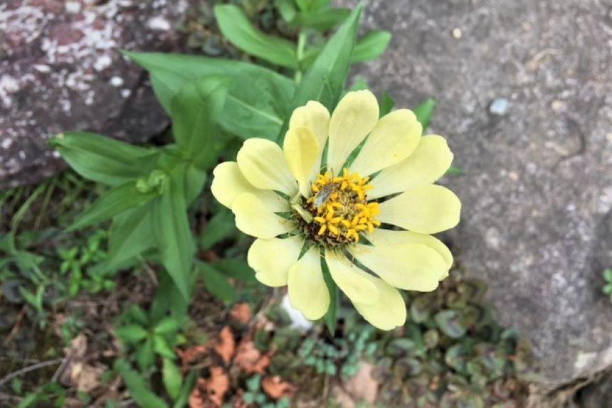 ハチの巣　庭の花.JPG