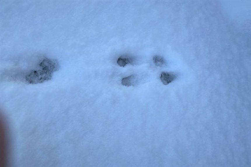 雪の足跡.jpg