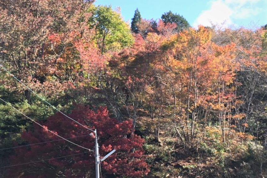 秋の風景　運動公園.JPG