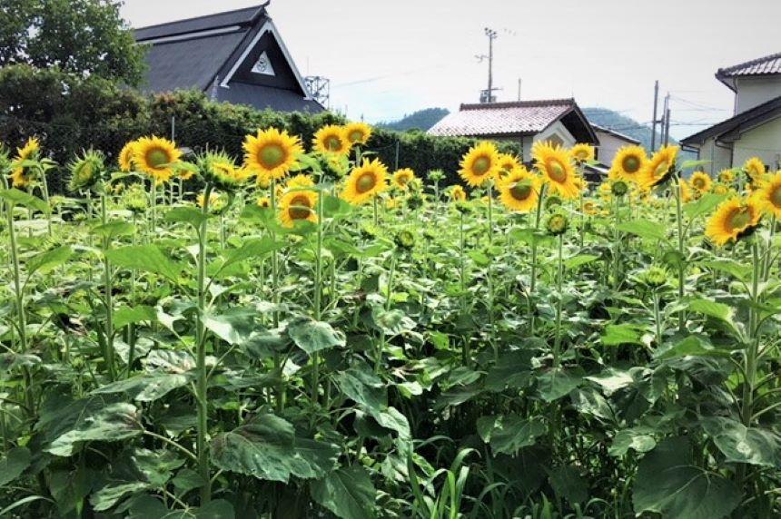 京蕪庵　ひまわり②.JPG