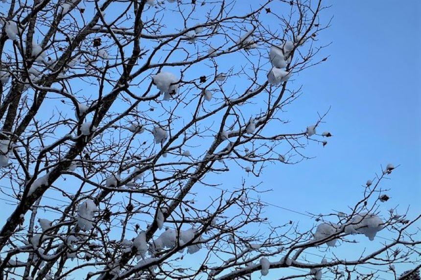 雪と柿木.jpg