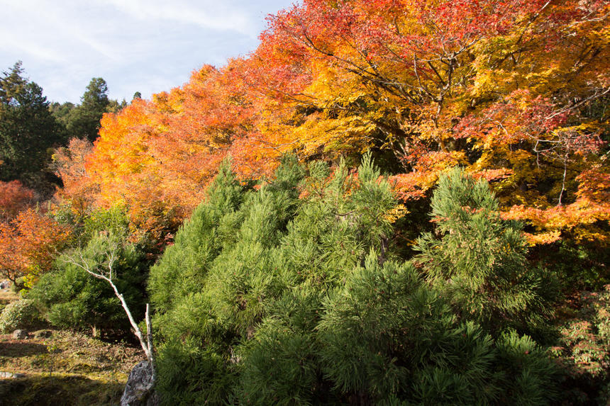 常照皇寺　紅葉１.jpg