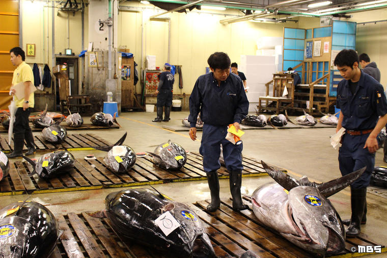 築地の頂点に立つマグロ仲卸人の 仕事論 これから俺たちが豊洲ブランドを作る 情熱大陸を読む Mbsコラム