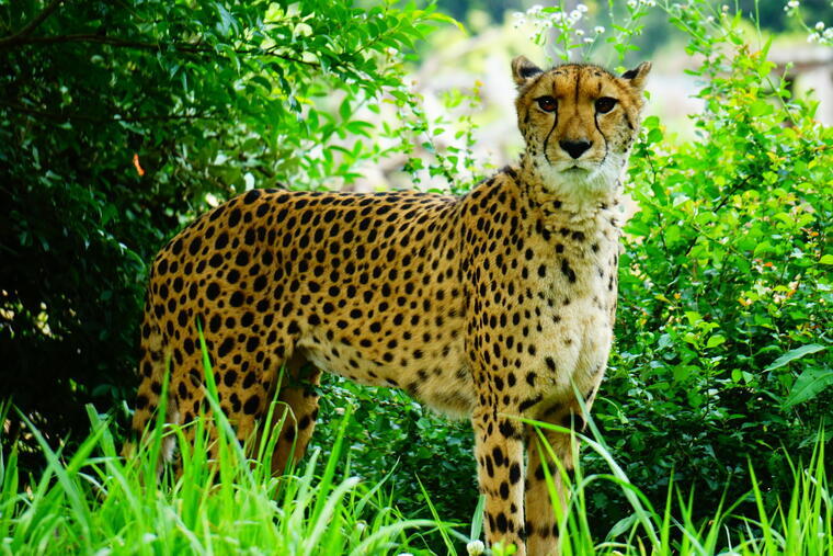 朝パンダは超ハッスル 行楽シーズンは動物園へgo 5分で読める 教えてもらう前と後 Mbsコラム