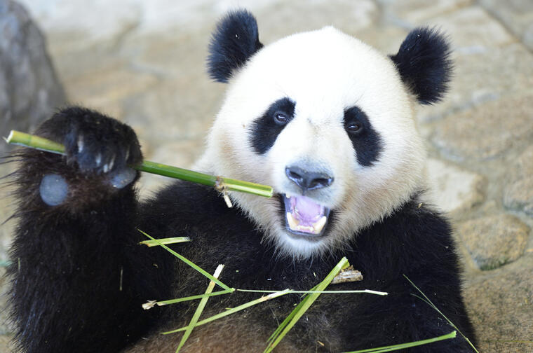 朝パンダは超ハッスル 行楽シーズンは動物園へgo 5分で読める 教えてもらう前と後 Mbsコラム