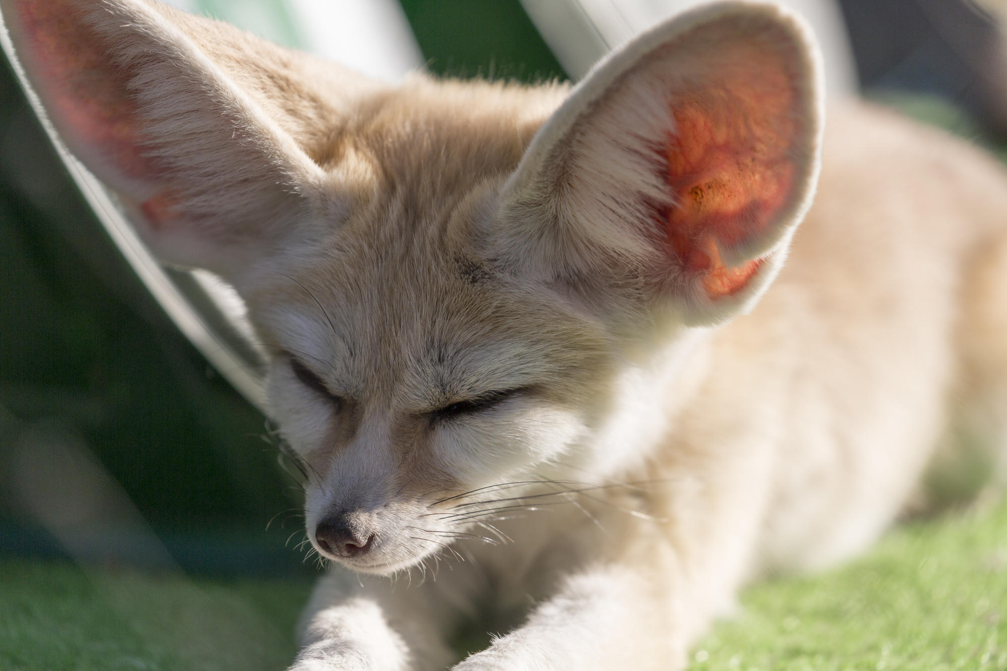 1000円で癒される 都心で可愛すぎる動物に囲まれる楽園 所さんお届けモノです の気になるトコロ Mbsコラム