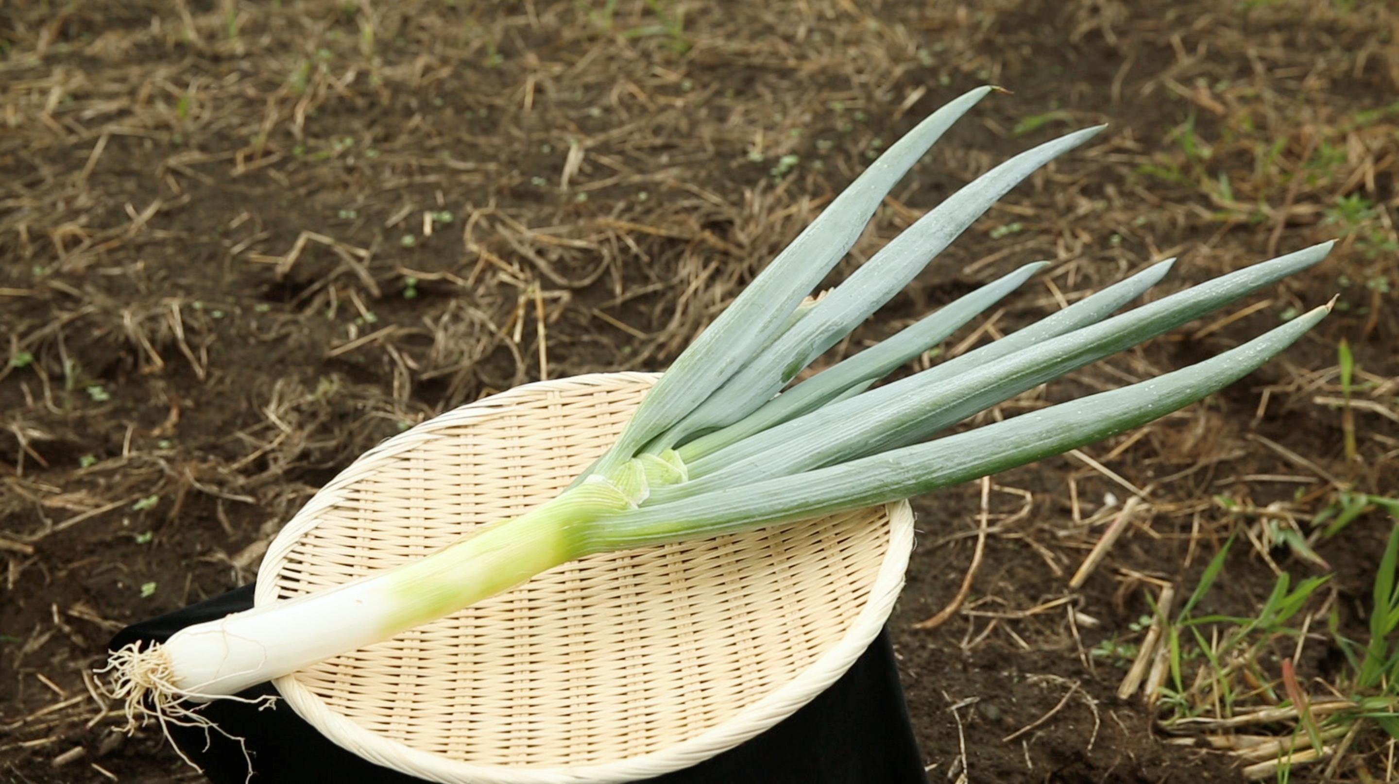 １ の奇跡 食の宝庫 山形で見つけた極上食材 真の葱 所さんお届けモノです の気になるトコロ Mbsコラム