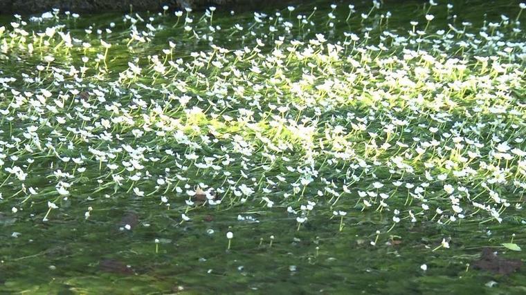 キュートな 水辺に咲く白い花 の正体は 滋賀 醒井 2分でわかる ちちんぷいぷい Mbsコラム