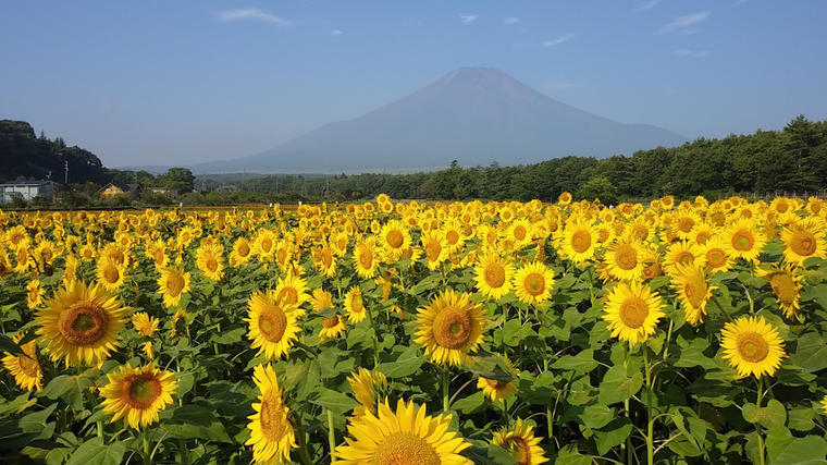 花の都 がキーワード 富士山 ひまわり の絶景 2分でわかる ちちんぷいぷい Mbsコラム