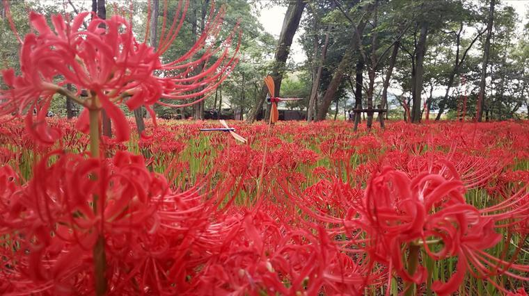 真っ赤な秋 彼岸花 が咲き誇る水辺へ 2分でわかる ちちんぷいぷい Mbsコラム