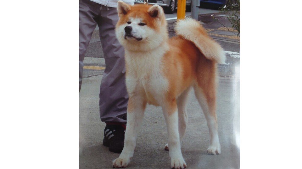 2012年に送った犬.jpg