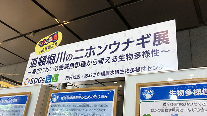 道頓堀川のニホンウナギ展